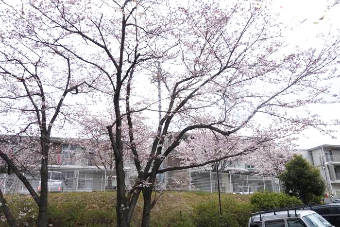 ４月の青葉学園の予定